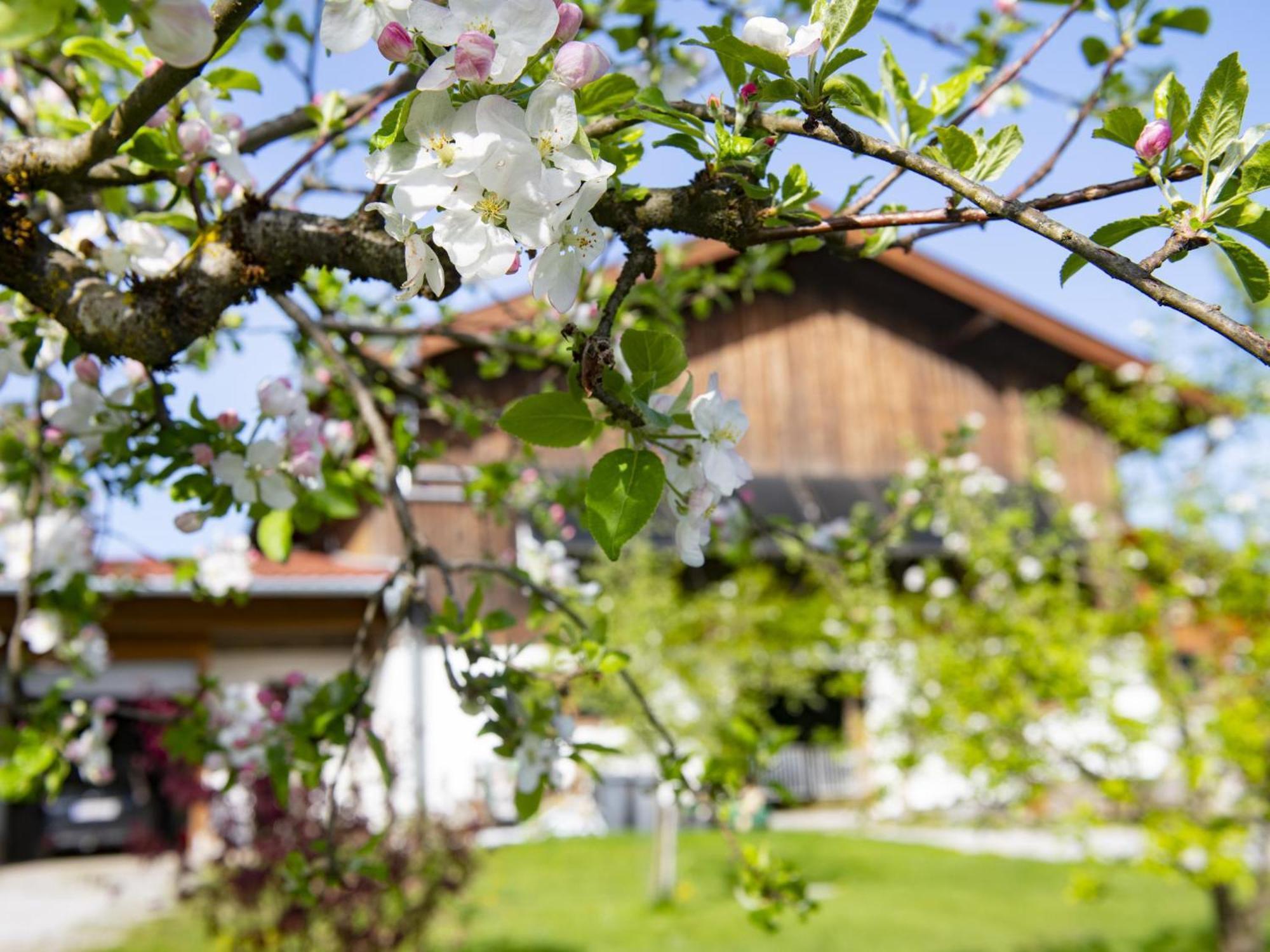 Auszeit Am Bauernhof Lejlighed Schwoich Eksteriør billede