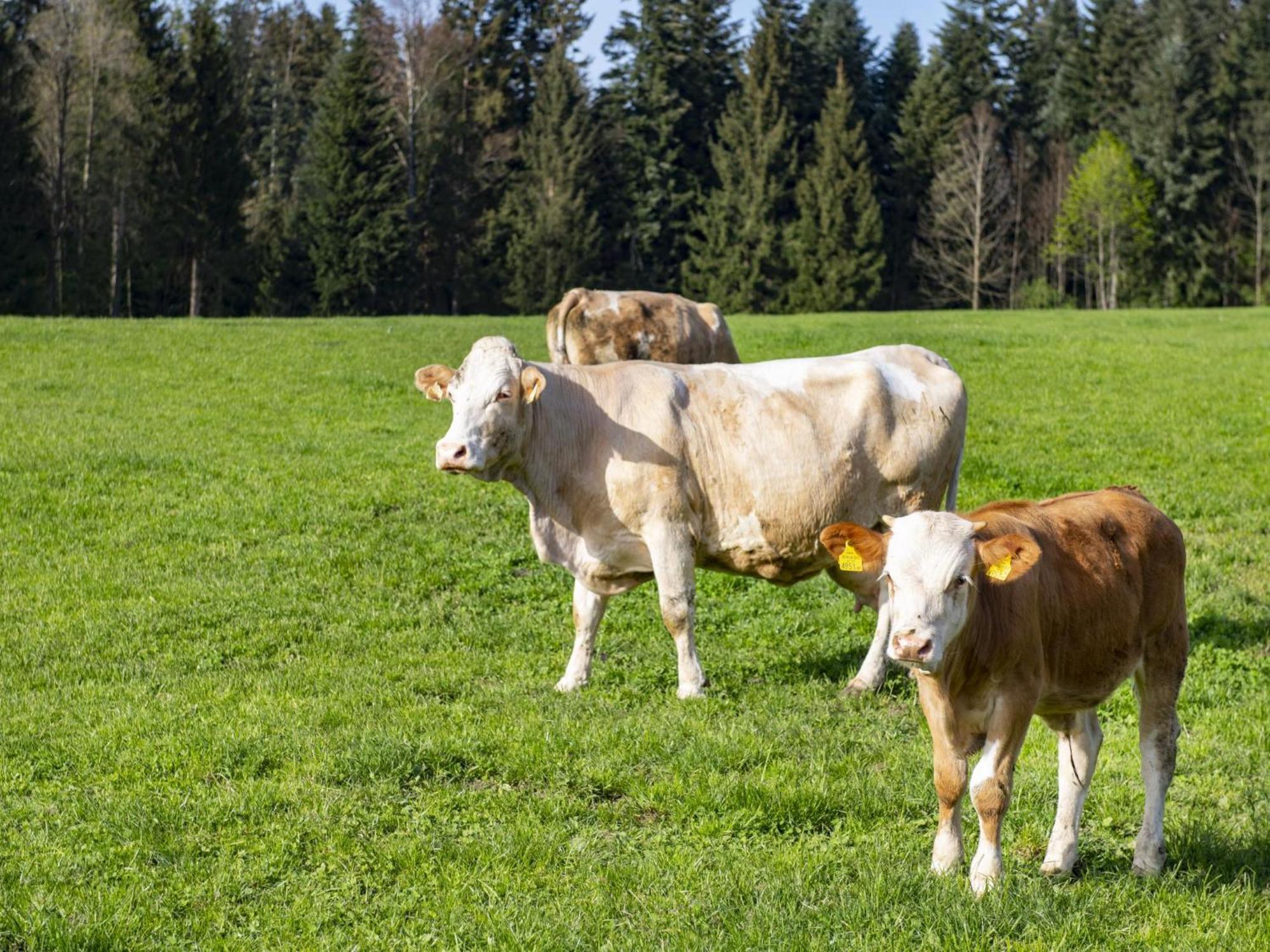 Auszeit Am Bauernhof Lejlighed Schwoich Eksteriør billede